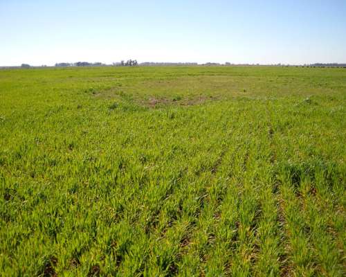 436 Has. en Venta - Santa Lucia, San Pedro - Buenos Aires.