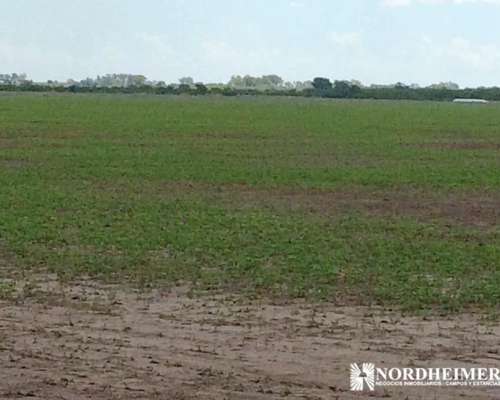Gobernador Mansilla, Entre Ríos - 400ha