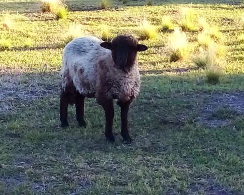 Corderos para Reproductor o Consumo