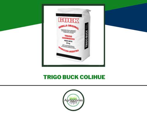 Semilla de Trigo Colihue - Buck