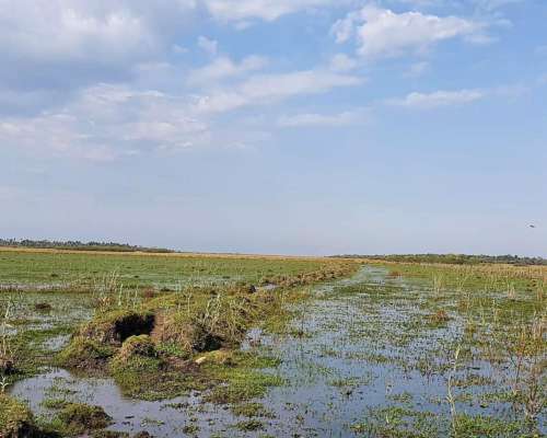 Palmar Grande, Corrientes - 1300ha