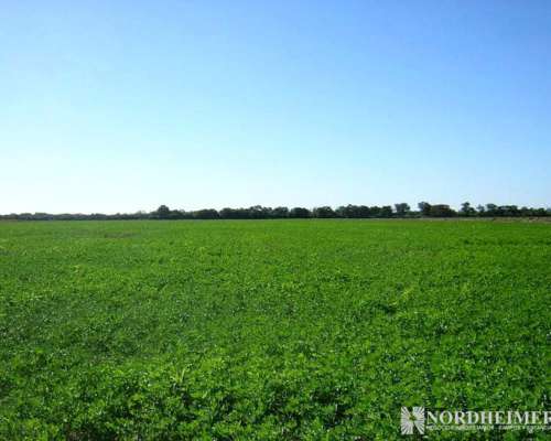 Colonia Dora, Avellaneda, Santiago del Estero - 644 Ha