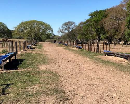 Corrientes 7000 Has