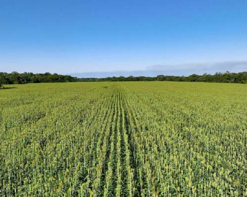 1.800ha Agricolaganaderas en General San Martin, Chaco