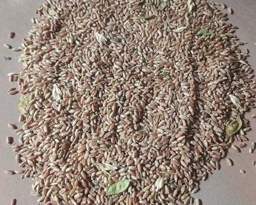 Vendo Triticale Espinillo Inta