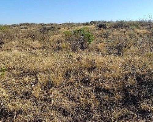 14500 Ha Ganaderas, la Paz, Mendoza