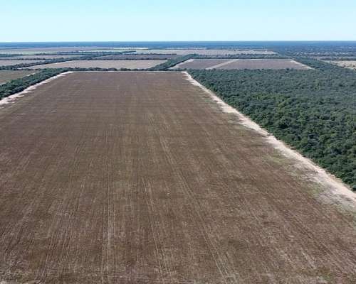 Arriendo 700 Has Agrícolas en Anta