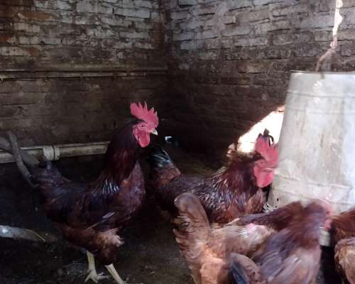 Huevos Fértiles Leghorn - Rhode Island RED
