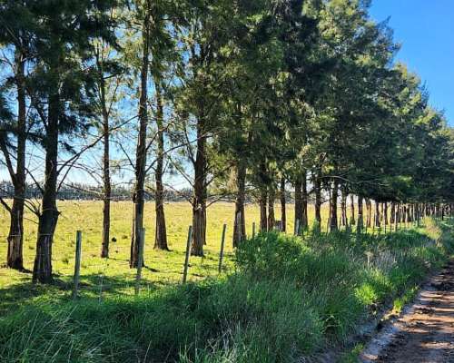 Brandsen -68 HA- Buenos Aires