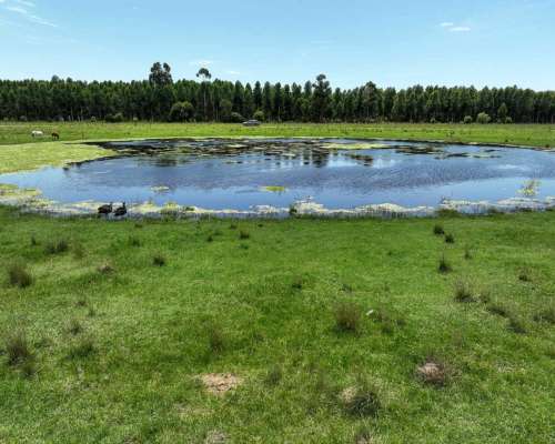 Pcia. de Corrientes - Pago de los Deseos 254 Has