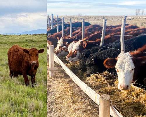 714 Hectáreas - Campo en Malargue Mendoza Argentina