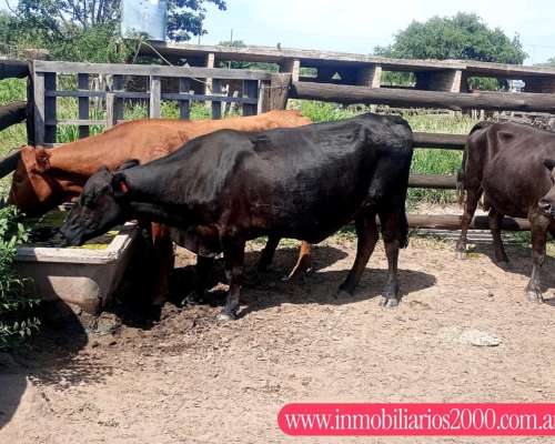 Córdoba Cruz del ELE 1300 Has Ganaderas Selectivas