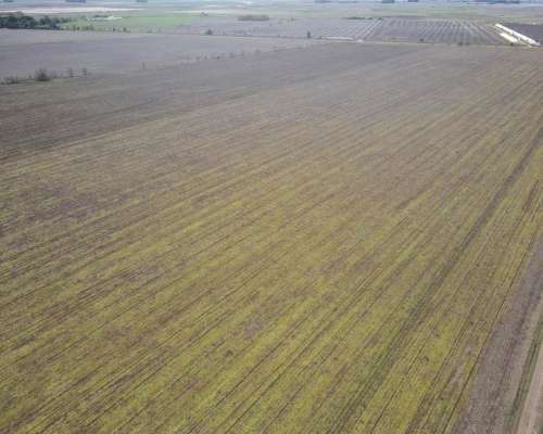 Campo en Venta de 178 Has en las Heras. Agricola
