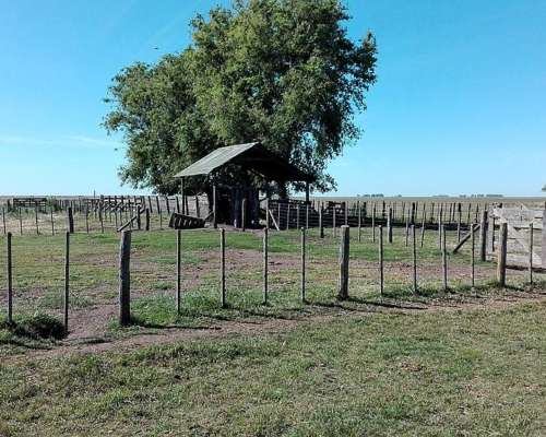 Vendo 1400 Has Ganaderas Olavarria