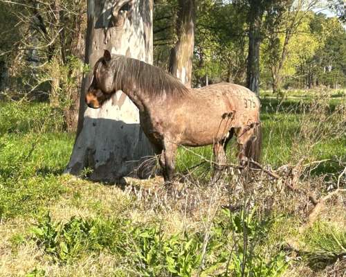 Caballo Mando de Andar
