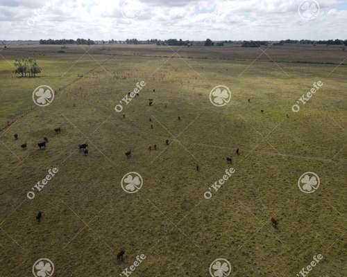 Campo en Venta de 227 Has en Ranchos. Mixto