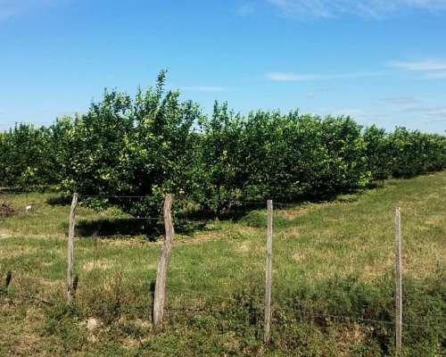 Campo y Casa en Venta, y Plantación de Limones. Bella Vista