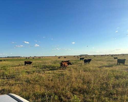 Venta de Campo Mixto con Mejoras de Trabajo.