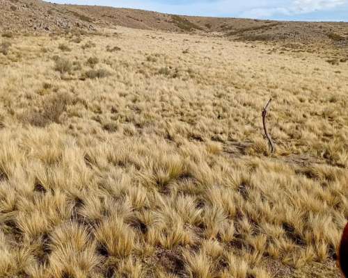 Vendo Campo en la Carolina,san Luis