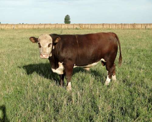 Torito Polled Hereford Puro de Pedrigue