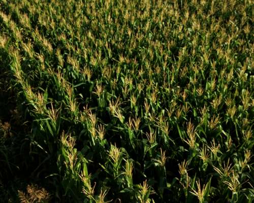 Gálvez 9 Has. Agrícolas. Campo en Venta. Oportunidad