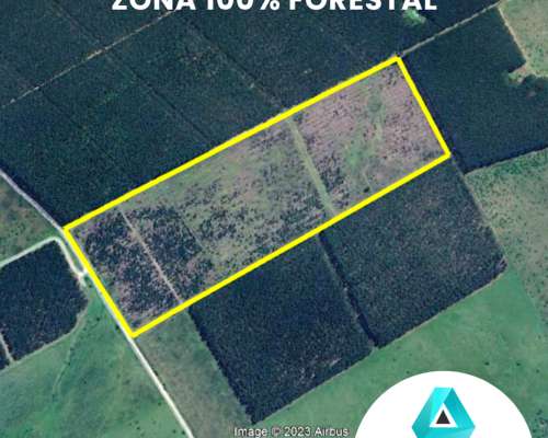 Campo Apto Forestación con Rebrotes