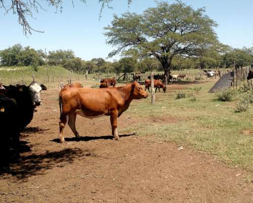 Villa Valeria (cba) - 840 Has. Mixto - Excelente-