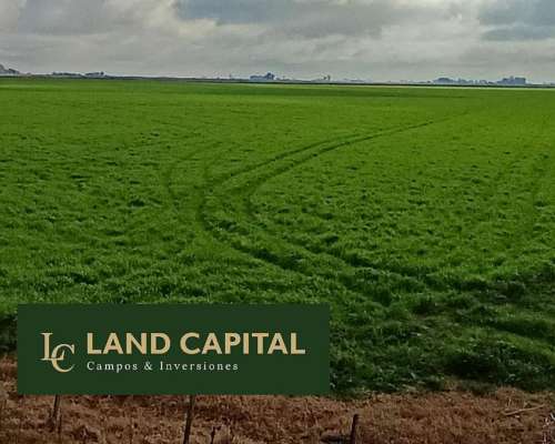 525 HA-AGRICOLA/GANADERO-25 de Mayo