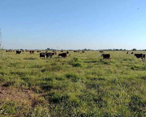 62ha Mixto - Felicia, Santa FE