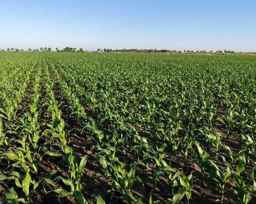 85 Has Agricolas las Rosas (santa FE)