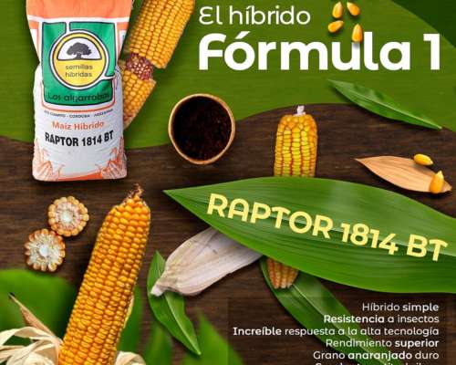🌽 Híbrido de Maíz Excelente Relación Costo-beneficio