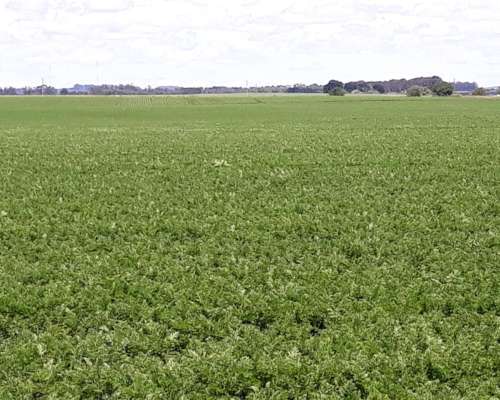 132 Has Agricolas Sierra de los Padres