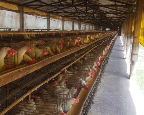 Jaulas para Gallinas Ponedoras 8.000 Aves