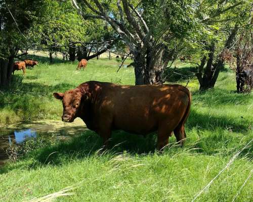 Toro Angus Colorado Hijo de Esencial - Agroads