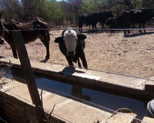Campo Ganadero 1.778 HA. Cruz del Eje, Córdoba