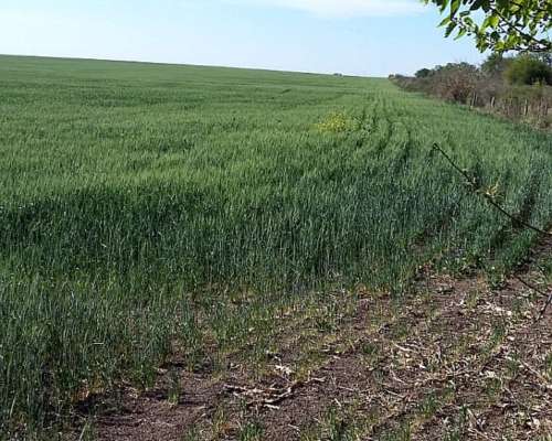 Gualeguay 5to, 6 TO y 7mo Compro Campo Mixto o Agricola