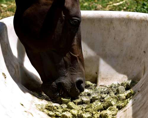 Cubos de Alfalfa - Lasna Insumos - MÍN 28 TN
