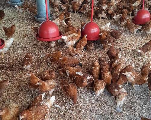 Vendo 500 Pollas Leghorn Recien Rompiendo Postura y 470 Colo