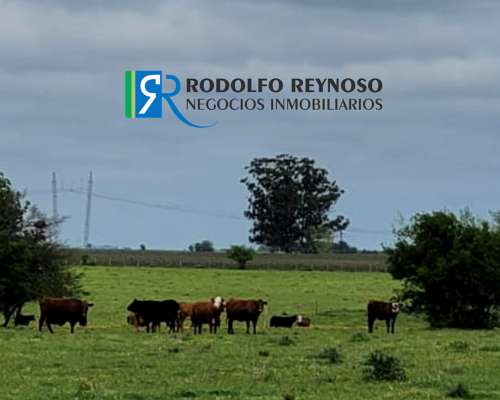 50 HA. en Agrícolas - Ganaderas
