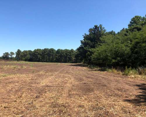 Pinar de Andino 21 Ha - 50 % Agrícola 50 % Bosque de Pinos