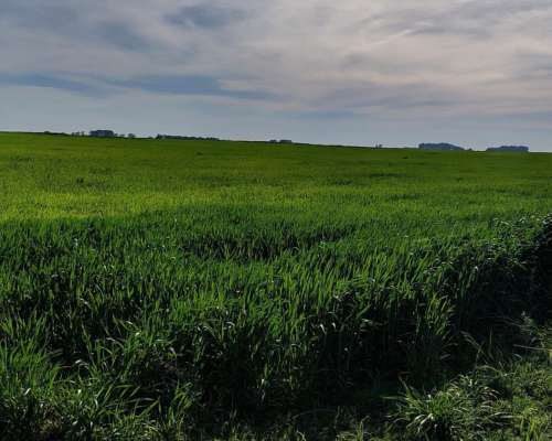 623ha Agrícola-ganaderas Entre Macachín y Anchorena