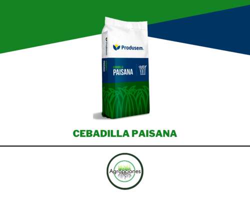 Semilla de Cebadilla Paisana - Produsem