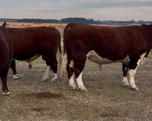 Toros P. Hereford . Excelente Estado