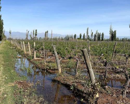 Finca 14 Ha el Pastal Mendoza. VID y Ciruelos
