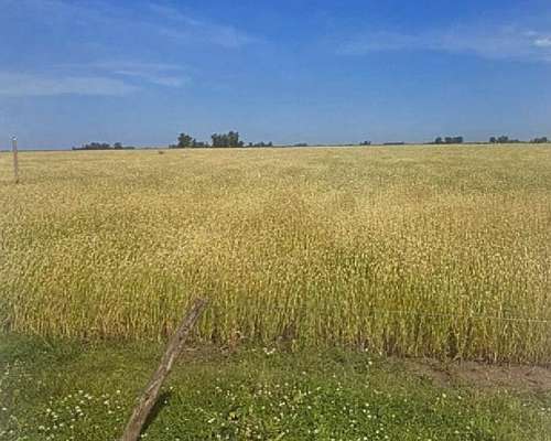 608 HA, Mixto, Azul