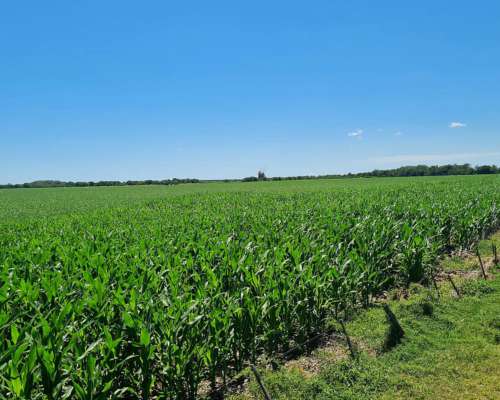 Vendo 215 Ha en Rio Cuarto