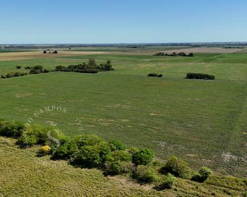 Venta Campo Agrícola. Calchaquí, Santa FE. 69 Hectáreas
