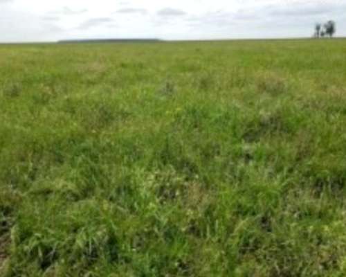 Campo Estancia de 10500 Hectáreas
