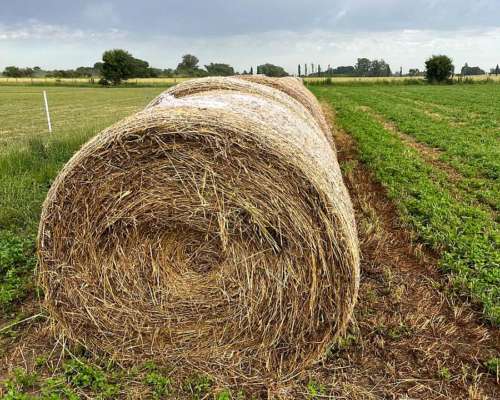 Rollos de Cebadilla y Trébol. 700 Kg