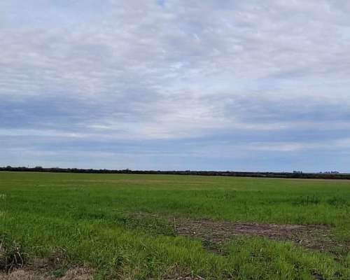 En Venta Campo 304 Hectáreas en el DTO Uruguay, Entre Ríos. - Agroads